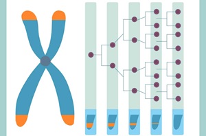 Telomeresans owl